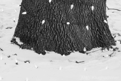 2015 - low res