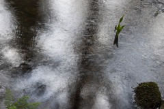 AlanKlughammer.com_20150412-_AKP7265-Edit