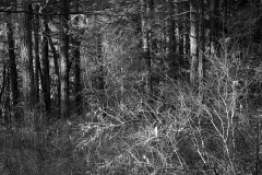 AlanKlughammer.com_20151225-_AKP9963-Edit