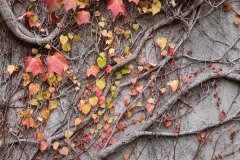 AlanKlughammer.com_20221115-_8501599