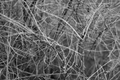2016 - low res