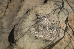 AlanKlughammer.com_20160225-_AKP0615
