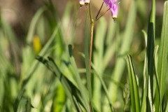 AlanKlughammer.com_20160407-_AKP1218