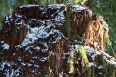 AlanKlughammer.com_20180224-AK5_0619