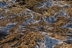 AlanKlughammer.com_20180311-_AK50872
