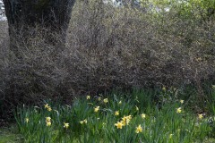 AlanKlughammer.com_20180318-_AK51171