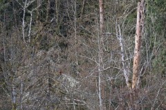 AlanKlughammer.com_20180325-_AK51323