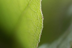 AlanKlughammer.com_20180331-_AK51547