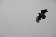 AlanKlughammer.com_20180401-_AK51614
