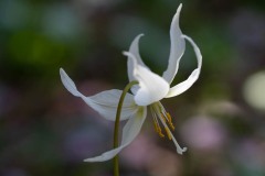AlanKlughammer.com_20180422-_AK52213