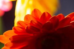 AlanKlughammer.com_20180506-_6100515