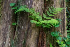 AlanKlughammer.com_20180516-alanklughammer.com_.f25821220