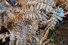 AlanKlughammer.com_20181202-_6100931