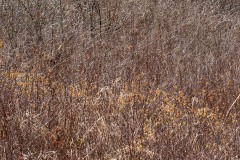 AlanKlughammer.com_20190402-20190402-_AK57618-2