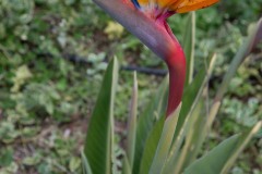 AlanKlughammer.com__AK51337