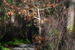 AlanKlughammer.com_20200105-_6101865