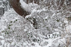 AlanKlughammer.com_20200115-_AK52239