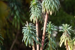 AlanKlughammer.com_20200118-_6101907