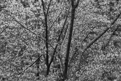 AlanKlughammer.com_20200301-_AK52462