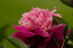 AlanKlughammer.com_20200614-_AK53738