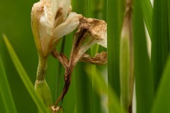 AlanKlughammer.com_20200614-_AK53753