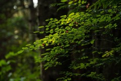 AlanKlughammer.com_20200814-_AK54503