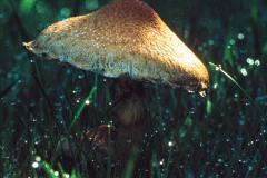 Mushrooms