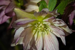AlanKlughammer.com_20210313-_6102670