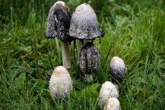 AlanKlughammer.com_20210915-20210915-_AK57072