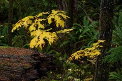 AlanKlughammer.com_20211013-_AK57689