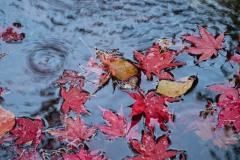 AlanKlughammer.com_20211024-20211024-_AK57803