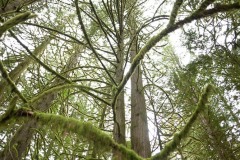 AlanKlughammer.com_20210123-_6102540