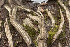 AlanKlughammer.com_20210123-_6102552