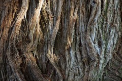 AlanKlughammer.com_20210313-_6102664