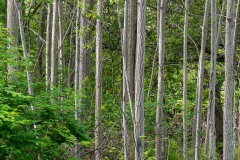 AlanKlughammer.com_20210508-_AK56487-2