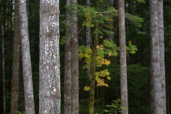 AlanKlughammer.com_20211012-_AK57560