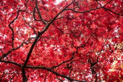 AlanKlughammer.com_20211024-_AK57777
