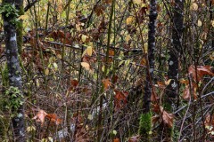 AlanKlughammer.com_20211107-_AK57826