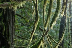 AlanKlughammer.com_20211205-_AK57861