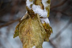 AlanKlughammer.com_20211228-_AK58047-Edit