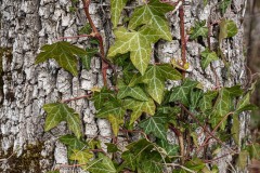 AlanKlughammer.com_20230307-_8501989