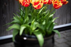 AlanKlughammer.com_20230507-_8503445