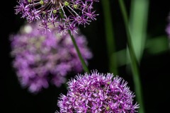 AlanKlughammer.com_20230527-_8503567