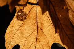AlanKlughammer.com_20231113-_8504571