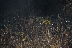 AlanKlughammer.com_20231113-_8504576
