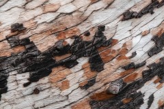 AlanKlughammer.com_20240101-_8504642