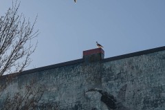 AlanKlughammer.com_20240316-_AKP1003