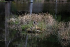 AlanKlughammer.com_20240403-_8505139