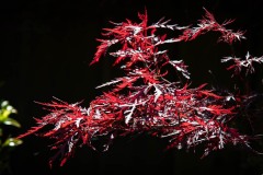 AlanKlughammer.com_20240608-_8505527