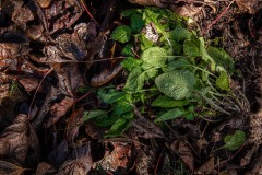 AlanKlughammer.com_20240927-_8505864